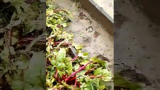 Обращение пострадавших дачников.