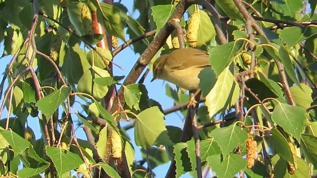 Рано утром на березе смотреть онлайн
