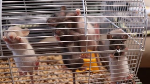 КУПИЛА КУДРЯВЫХ КРЫСЯТ? смотреть онлайн