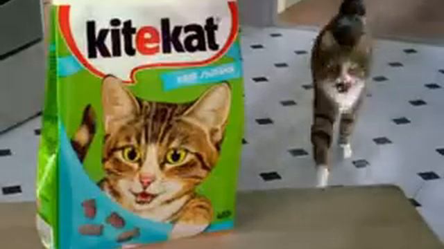 5kitecat_conductor