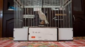 Канарейка овсяночного напева тройник заводчик Якубов Акмал UZB