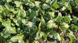 Овощи Растут. Столовая свекла Пабло, Джоли, Водан.