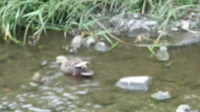 カルガモが泳ぐ風景 смотреть онлайн