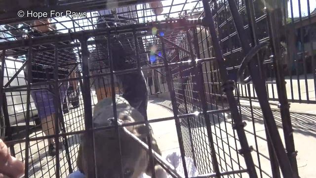 The sheriff had to stop the train so we can save a badly injured PitBull. #dog смотреть онлайн