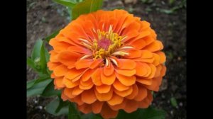 Красивые Цветы Цинния и Майоры