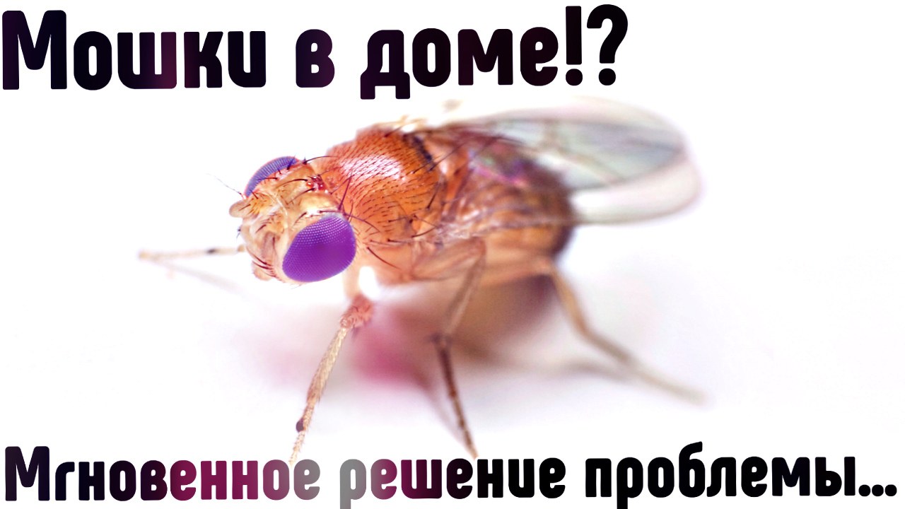 Как быстро избавиться от мошек мушек на кухне и в квартире? Откуда берутся мошки в доме. смотреть онлайн