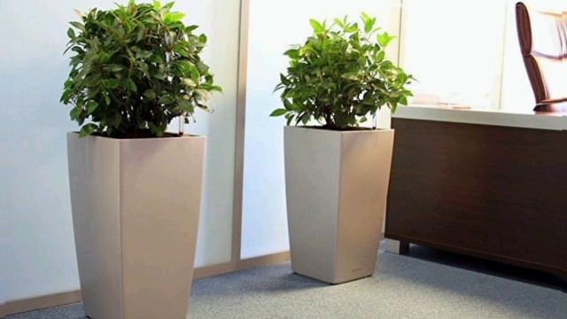 Фикус бенджамин гүлінің күтімі.