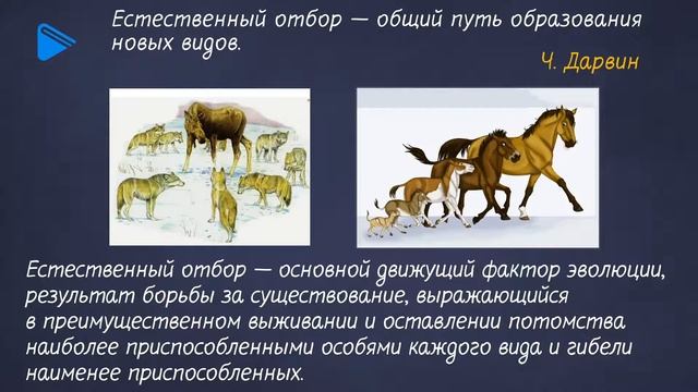 7 класс - Биология - Происхождение животных и их приспособленность смотреть онлайн