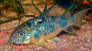 Крапчатый сомик Его особенности и Содержание в аквариуме Размножение и с кем уживается