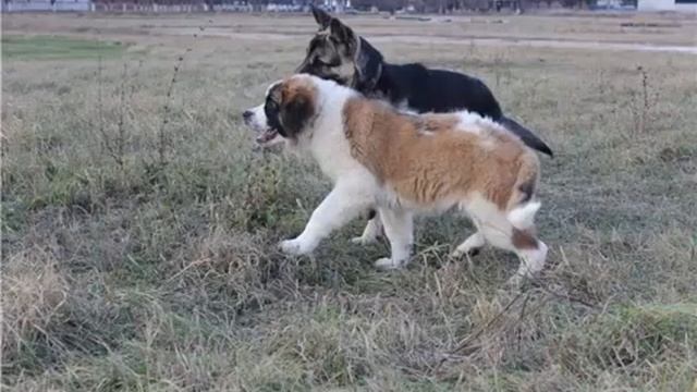 СТИХ. Бездомный ПЁС. смотреть онлайн