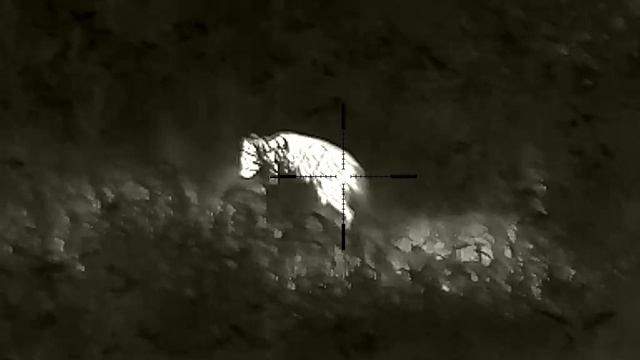 Тепловизор iRay Geny GL 35 #4 Енотовидная собака смотреть онлайн