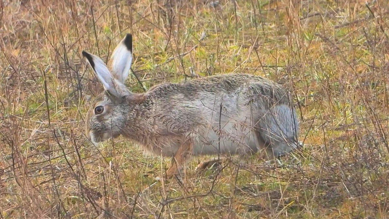 Зайцы в ожидании весны смотреть онлайн