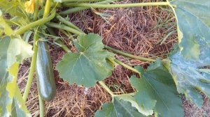 Тыква, кабачки и кукуруза на целине и грядках