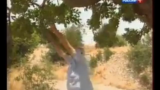 Сельское утро (04.07.2015)