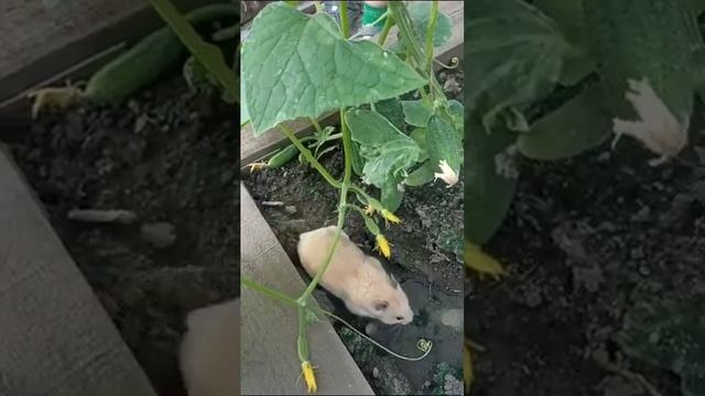 Ну и где огурцы # Хомяк Пиппин дача смотреть онлайн