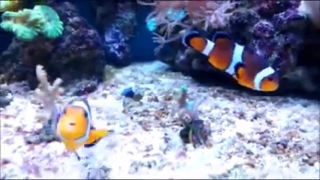 Moj morski debelius klovnovi Beograd смотреть онлайн