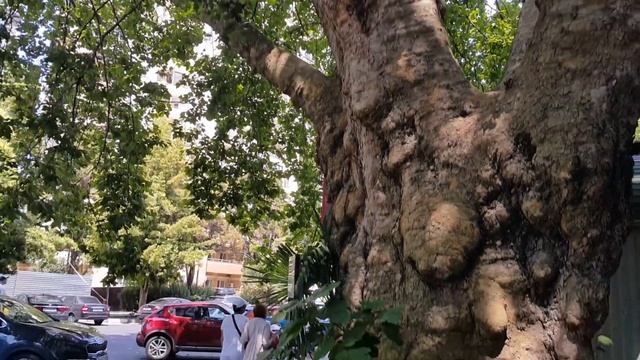 Самый старый платан, и "допотопный" домик в Адлере. . смотреть онлайн