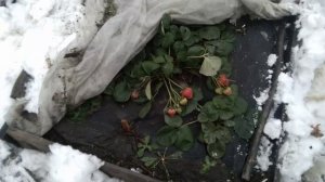 Сорт клубники ,маэстро,превосходный сорт