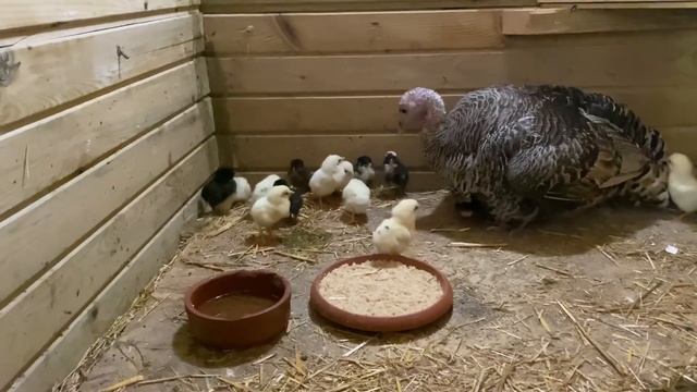 GURK HİNDİMİZ CİVCİVLERİNİ ÇIKARDI %90 BAŞARI!!! смотреть онлайн