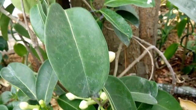 Stephanotis Floribunda