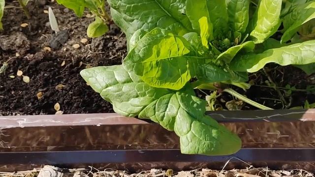 ПОЧЕМУ В ДЕРЕВНЕ СТАНОВИШЬСЯ ЖЕСТОКИМ / ПРОСТАЯ ЖИЗНЬ В ДЕРЕВНЕ смотреть онлайн