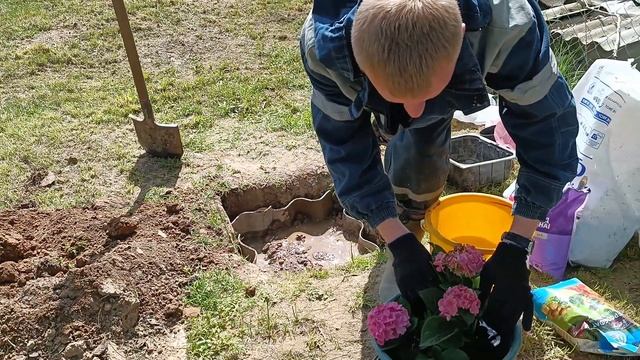 Дача. Посадка крупнолистной гортензии, вопреки, правилам : на солнце и вблизи огромной березы. Сад. смотреть онлайн