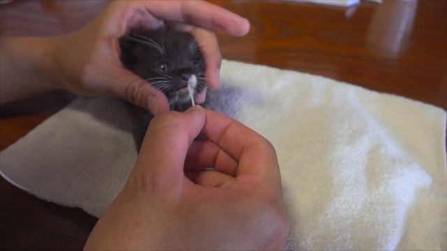 #8 元気が無くなってしまった子猫に全力を尽くした結果。。 смотреть онлайн