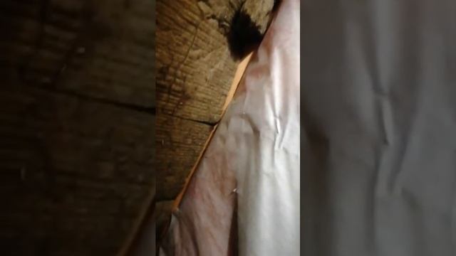 фирма технология спасибо за дом. твари чтобы у вас на лбу вырос один орган смотреть онлайн