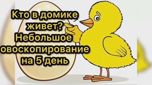 Кто в домике живет? Небольшое овоскопирование на 5 день икубации смотреть онлайн