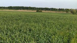 Фунгицидная обработка пшеницы.