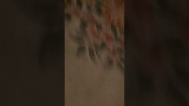 Рождественский рассказ для малышей и детей ' Мои первые цвета' смотреть онлайн