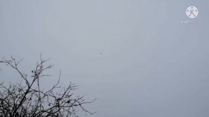 *ГОЛУБИ*        Как и чем я кормлю маленьких птенцов