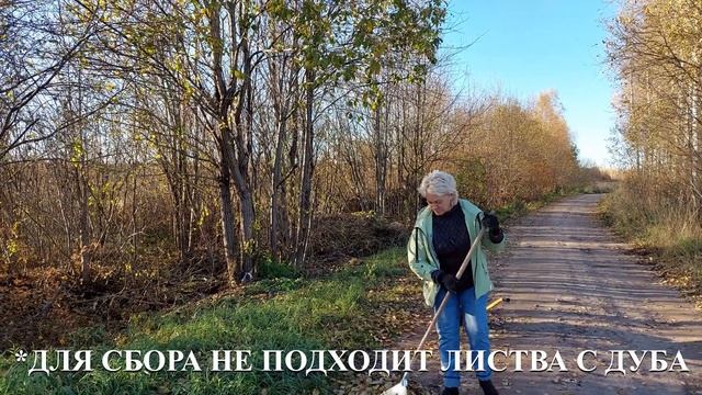 САДОВЫЕ ДЕЛА/МОЕМ ТЕПЛИЦЫ/УКРЫВАЕМ РОЗЫ/СОБИРАЕМ ЛИСТВУ #садоводство #ленинградскаяобласть