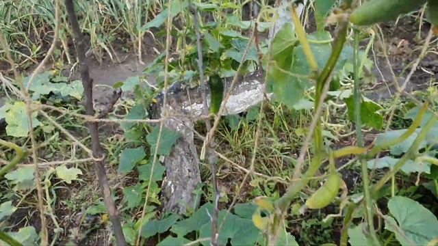 Дача. Урожай! Шикарная груша в Сибири! смотреть онлайн