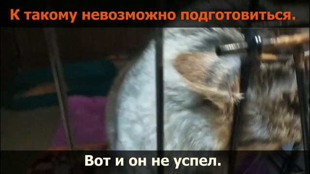 Помощь Юпитеру смотреть онлайн
