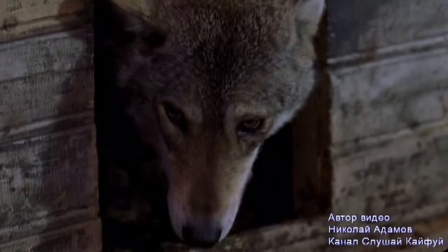 2018! Волчицы Вой - Эдуард Хуснутдинов.mp4 смотреть онлайн