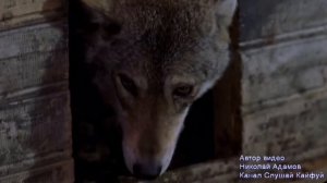 2018! Волчицы Вой - Эдуард Хуснутдинов.mp4