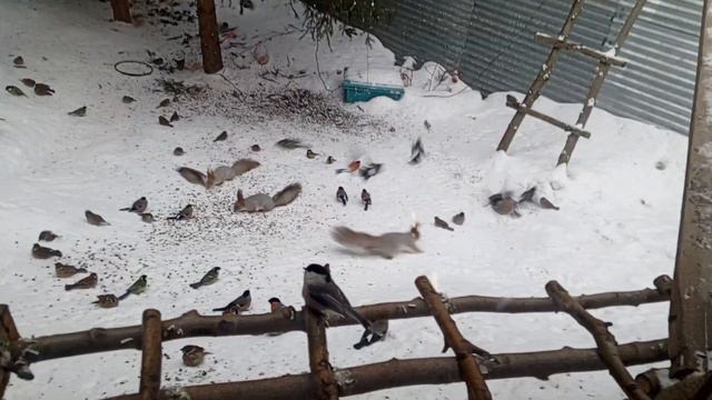 Спасибо всем кто нам помогает кто откликнулся на помощь.Карта 2202 2062 6013 7323 на семечки белкам смотреть онлайн