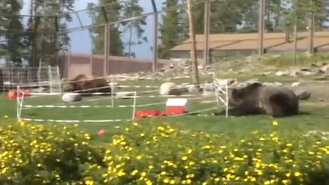 Электроизгородь для медведей смотреть онлайн