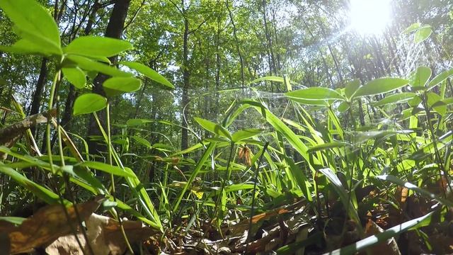 Nature - download free stock video footage смотреть онлайн