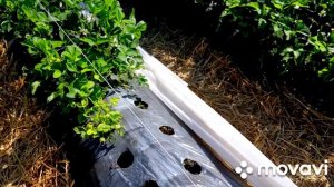 Обработка клубники Свичом и Вертимеком/Состояние на 11.05.2022