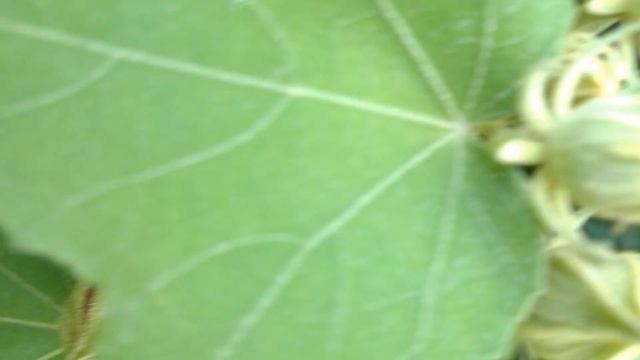 Hibiscus mutabilis, Sthal-Padma, Land-Lotus |Flower| смотреть онлайн
