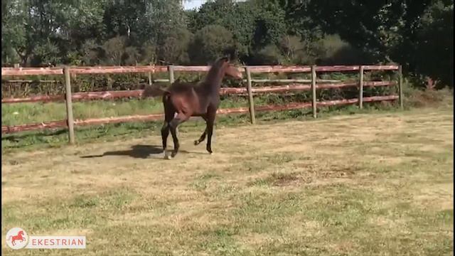 Colt Cornet Obolensky x Sunlight de Kreisker смотреть онлайн