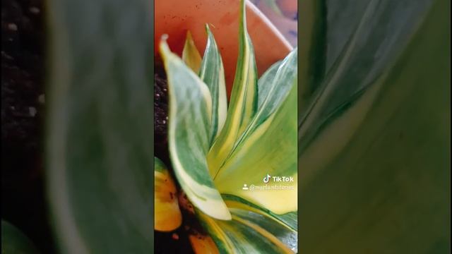 Sansevieria Gold Hahnii | urbanjungleuae | myplantstories смотреть онлайн