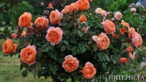 Лучшие розы  для полутени