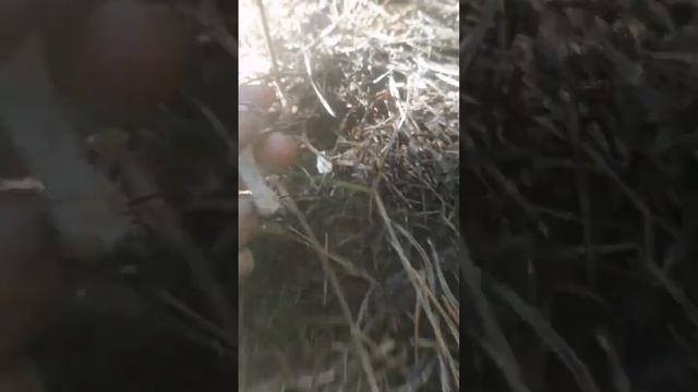 рядовка серая ??