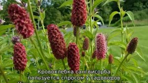 Трава кровохлебка: описание, полезные свойства, применение