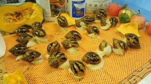 #АХАТИНА АХАТИНА ТИГР АЛЬБИНО ПРОДАЮ УЛИТЯТ#ПИТОМНИКМАРИМИСТИК#куплюахатинпродаюулиток#УЛИТКИАФРИКА