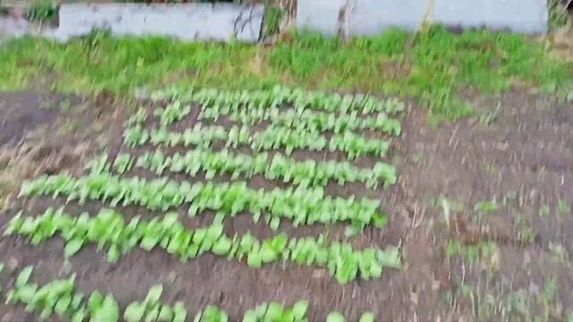 Отлично отдохнули в выходные. смотреть онлайн