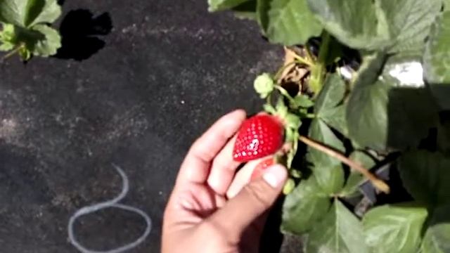 Поздний сорт клубники Сибилла Ферма "Омская Ягода" смотреть онлайн